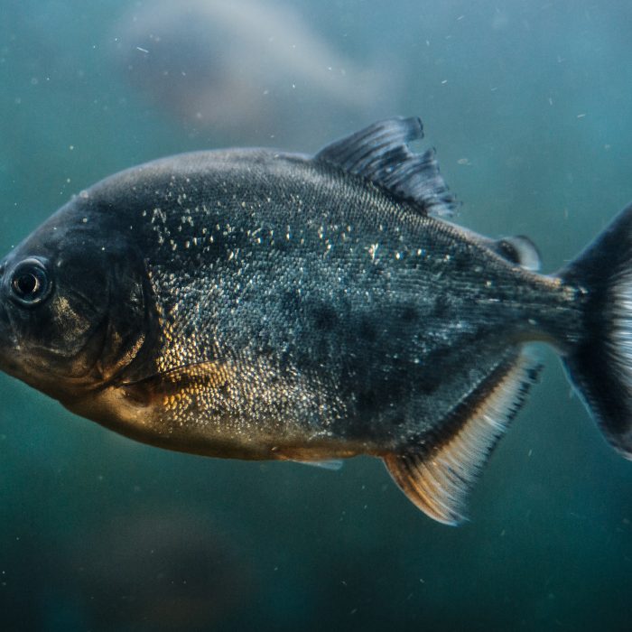 The Barracuda Firewall Frenzy & How It’s Impacting Pardot Bounce Rates