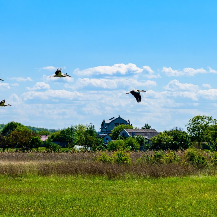 Getting Real About Marketing Automation Platform Migration Projects