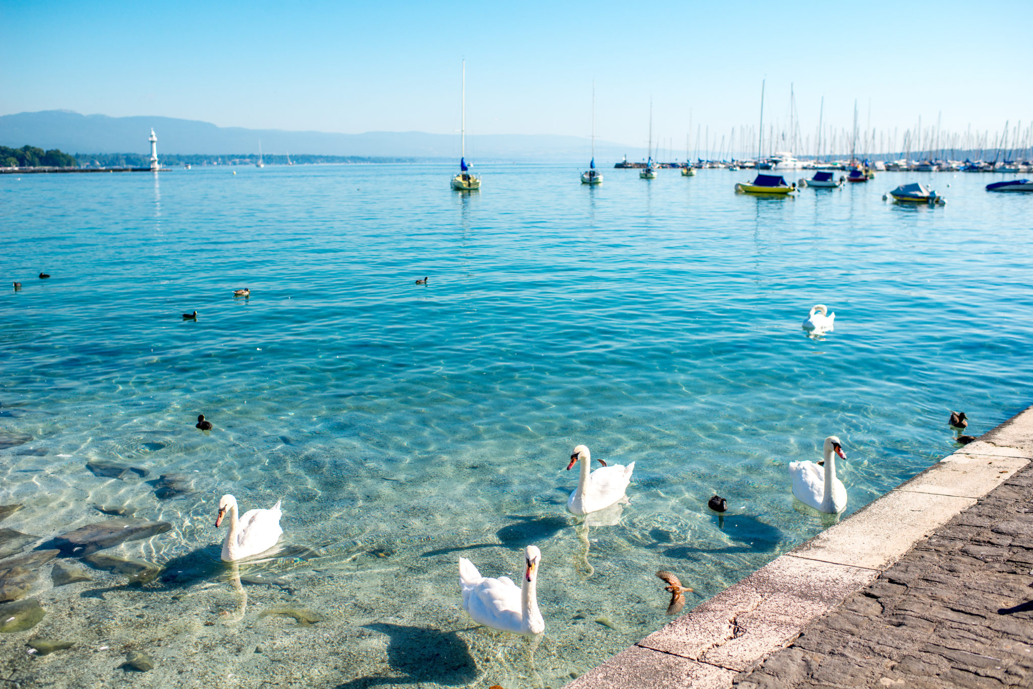 wans swimming at Geneva lake