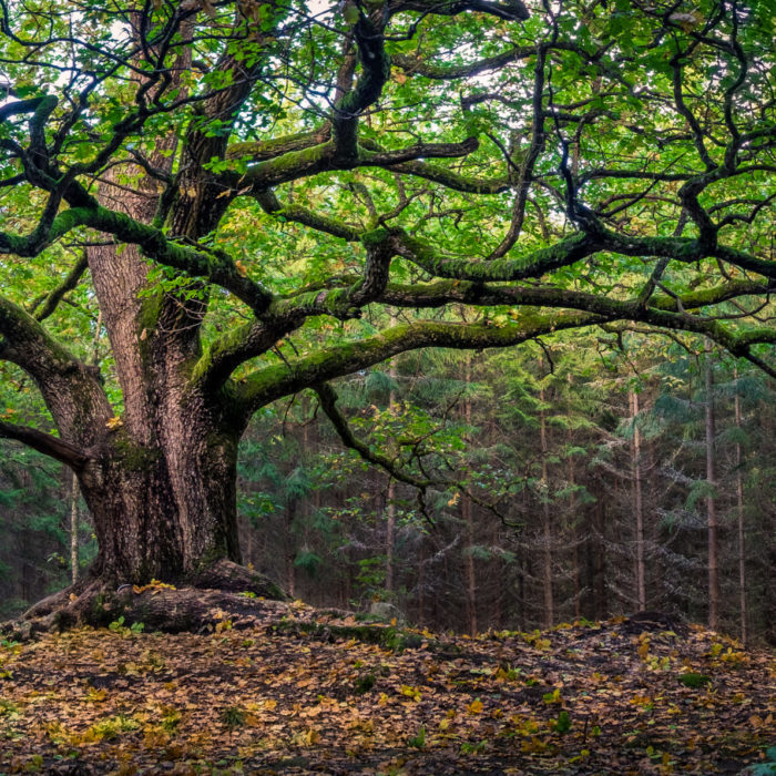 Pardot API and Getting Ready with Salesforce SSO Users Part 3B: Connecting to Pardot API from Code