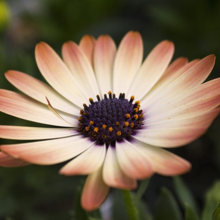 Pardot Goodies from Salesforce IdeaExchange