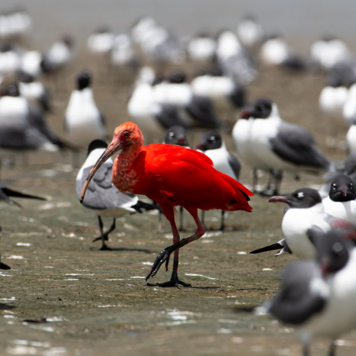 How to Conquer Imposter Syndrome in the Pardot World