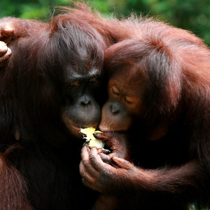 Pardot Marketing Data Sharing: Tips, Gotchas, and Setup