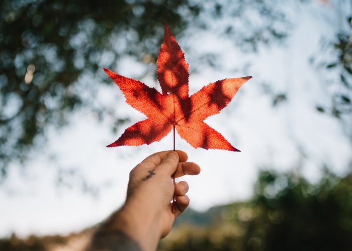 CASL + Pardot, Explained Via Terrible Canadian Jokes