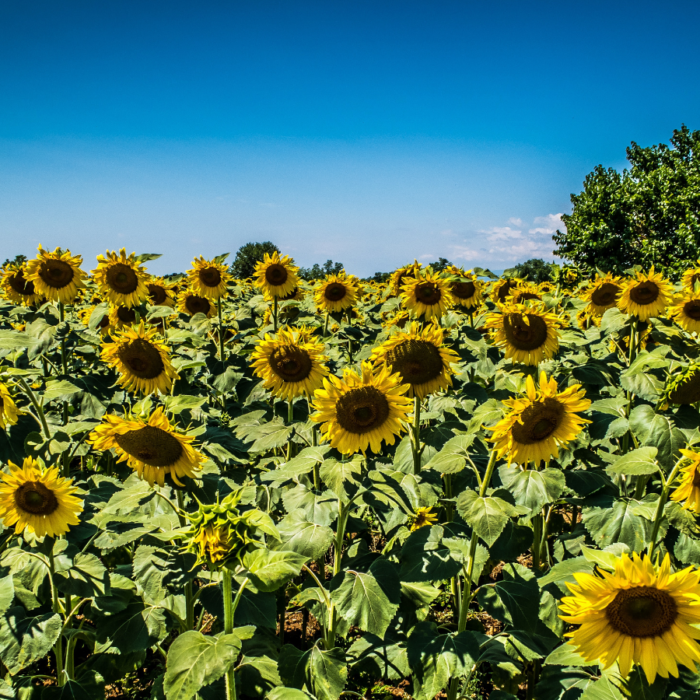 Pardot Protected Campaign Member Statuses Solution