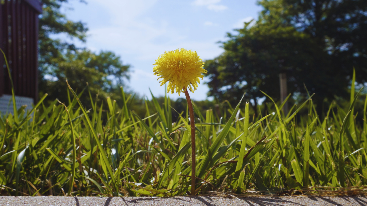 Spam Identification Process with Prospect Updater